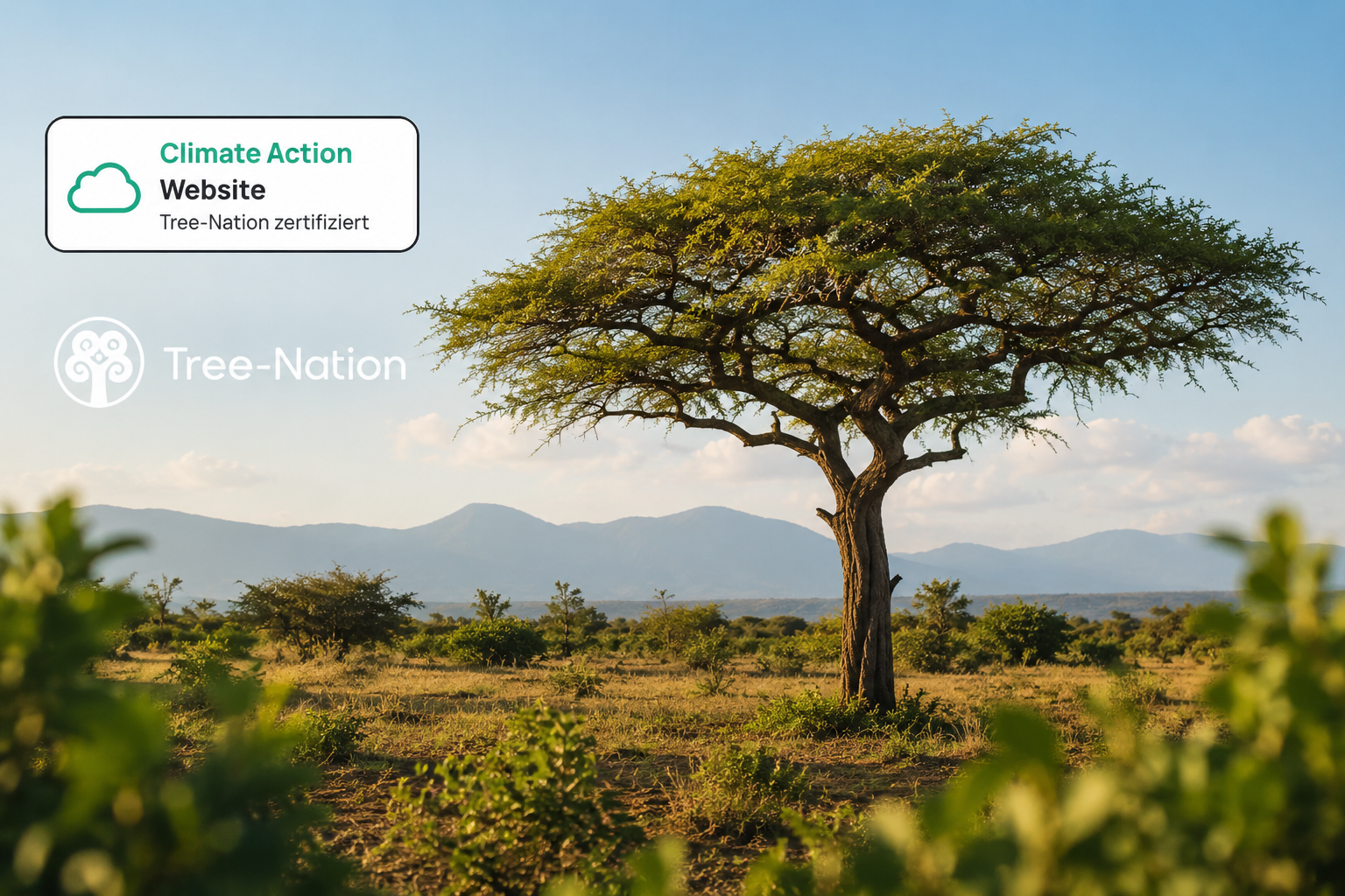 Unsere Kooperation mit Tree-Nation